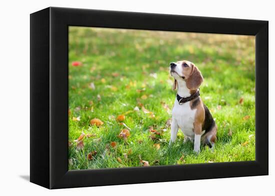 Beagle Sitting In Green Grass-Elena Efimova-Framed Premier Image Canvas