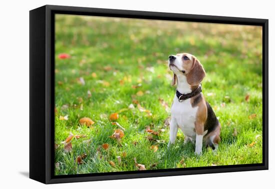 Beagle Sitting In Green Grass-Elena Efimova-Framed Premier Image Canvas