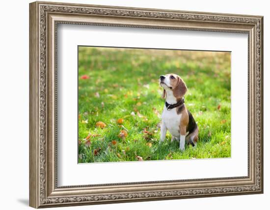 Beagle Sitting In Green Grass-Elena Efimova-Framed Photographic Print