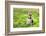 Beagle Sitting In Green Grass-Elena Efimova-Framed Photographic Print