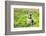 Beagle Sitting In Green Grass-Elena Efimova-Framed Photographic Print