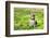 Beagle Sitting In Green Grass-Elena Efimova-Framed Photographic Print