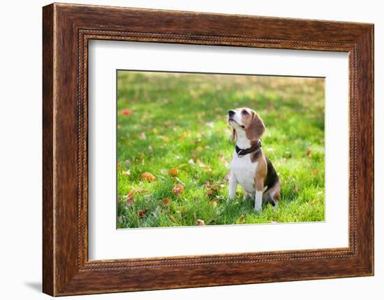 Beagle Sitting In Green Grass-Elena Efimova-Framed Photographic Print