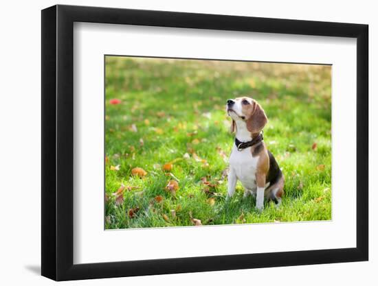 Beagle Sitting In Green Grass-Elena Efimova-Framed Photographic Print