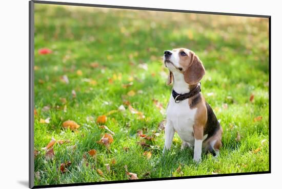 Beagle Sitting In Green Grass-Elena Efimova-Mounted Photographic Print