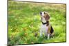 Beagle Sitting In Green Grass-Elena Efimova-Mounted Photographic Print