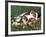 Beagle with Puppies in Grass-Lynn M. Stone-Framed Photographic Print