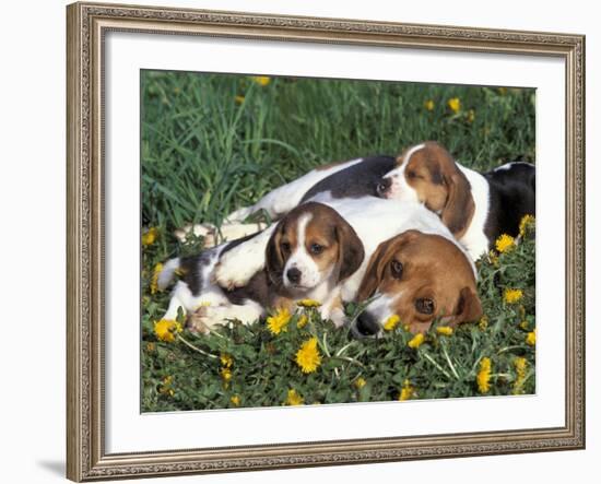 Beagle with Puppies in Grass-Lynn M. Stone-Framed Photographic Print