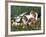 Beagle with Puppies in Grass-Lynn M. Stone-Framed Photographic Print