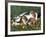 Beagle with Puppies in Grass-Lynn M. Stone-Framed Photographic Print