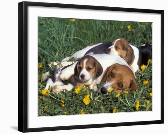 Beagle with Puppies in Grass-Lynn M. Stone-Framed Photographic Print