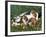 Beagle with Puppies in Grass-Lynn M. Stone-Framed Photographic Print