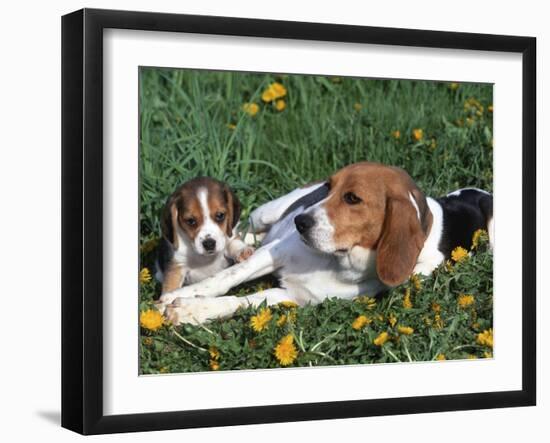 Beagle with Puppies in Grass-Lynn M. Stone-Framed Photographic Print