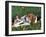 Beagle with Puppies in Grass-Lynn M. Stone-Framed Photographic Print
