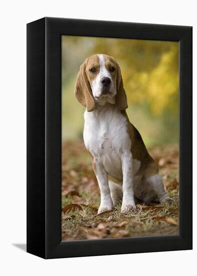 Beagle-null-Framed Premier Image Canvas