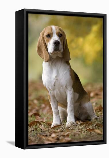 Beagle-null-Framed Premier Image Canvas