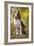 Beagle-null-Framed Photographic Print