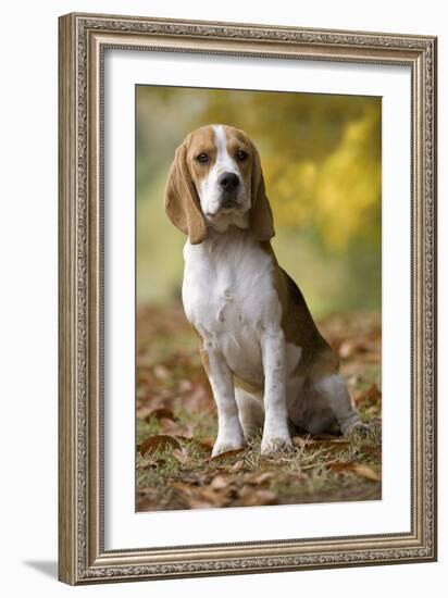 Beagle-null-Framed Photographic Print