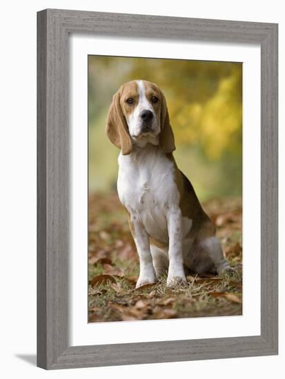 Beagle-null-Framed Photographic Print