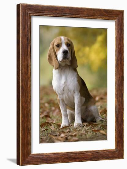 Beagle-null-Framed Photographic Print