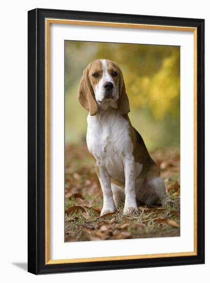 Beagle-null-Framed Photographic Print