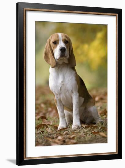 Beagle-null-Framed Photographic Print