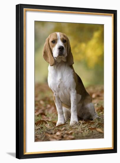 Beagle-null-Framed Photographic Print