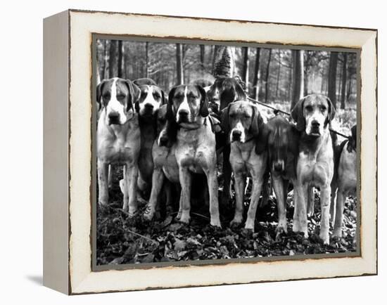 Beagles in the Forest of Fontainebleau-Alfred Eisenstaedt-Framed Premier Image Canvas