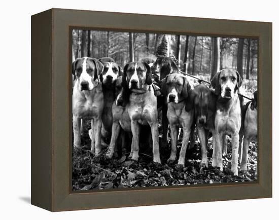 Beagles in the Forest of Fontainebleau-Alfred Eisenstaedt-Framed Premier Image Canvas