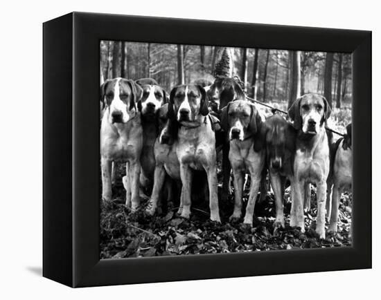 Beagles in the Forest of Fontainebleau-Alfred Eisenstaedt-Framed Premier Image Canvas