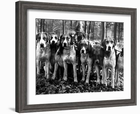 Beagles in the Forest of Fontainebleau-Alfred Eisenstaedt-Framed Photographic Print