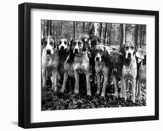 Beagles in the Forest of Fontainebleau-Alfred Eisenstaedt-Framed Photographic Print