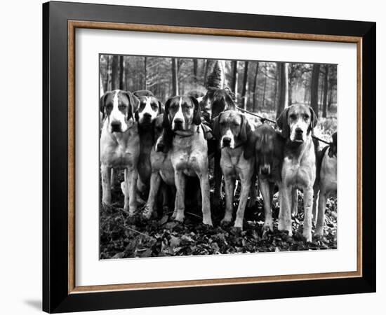 Beagles in the Forest of Fontainebleau-Alfred Eisenstaedt-Framed Photographic Print