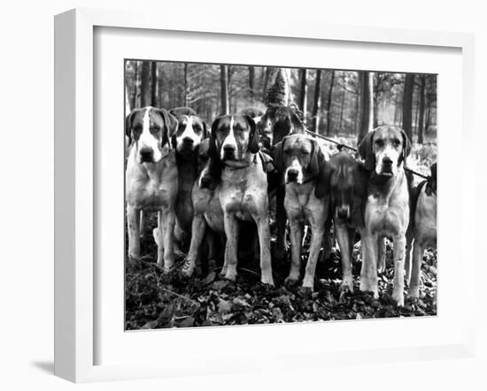 Beagles in the Forest of Fontainebleau-Alfred Eisenstaedt-Framed Photographic Print