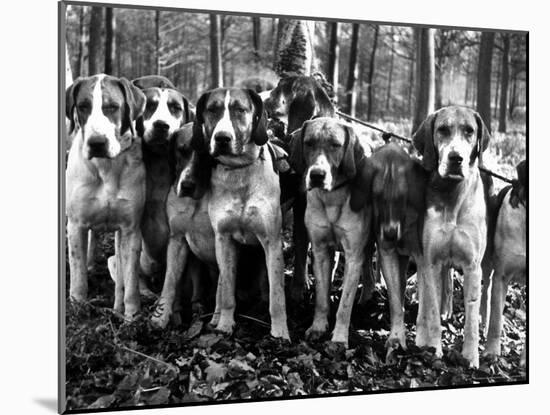 Beagles in the Forest of Fontainebleau-Alfred Eisenstaedt-Mounted Photographic Print