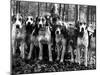 Beagles in the Forest of Fontainebleau-Alfred Eisenstaedt-Mounted Photographic Print