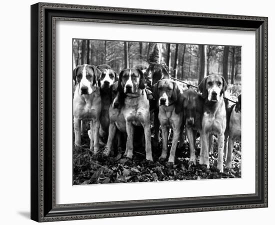 Beagles in the Forest of Fontainebleau-Alfred Eisenstaedt-Framed Photographic Print