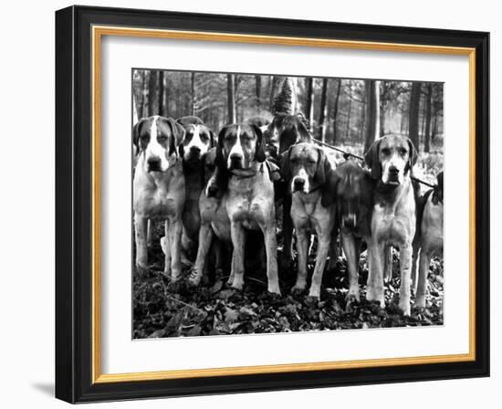 Beagles in the Forest of Fontainebleau-Alfred Eisenstaedt-Framed Photographic Print