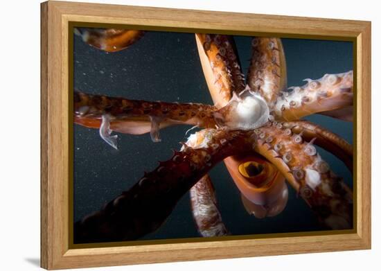 Beak and Tentacles of Humboldt Squid (Dosidicus Gigas) at Night Off Loreto-Franco Banfi-Framed Premier Image Canvas