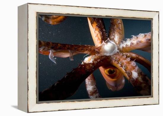 Beak and Tentacles of Humboldt Squid (Dosidicus Gigas) at Night Off Loreto-Franco Banfi-Framed Premier Image Canvas