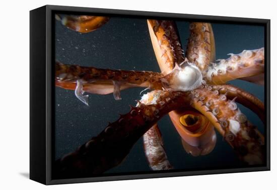 Beak and Tentacles of Humboldt Squid (Dosidicus Gigas) at Night Off Loreto-Franco Banfi-Framed Premier Image Canvas