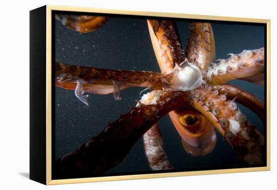 Beak and Tentacles of Humboldt Squid (Dosidicus Gigas) at Night Off Loreto-Franco Banfi-Framed Premier Image Canvas