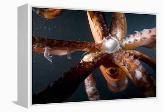 Beak and Tentacles of Humboldt Squid (Dosidicus Gigas) at Night Off Loreto-Franco Banfi-Framed Premier Image Canvas