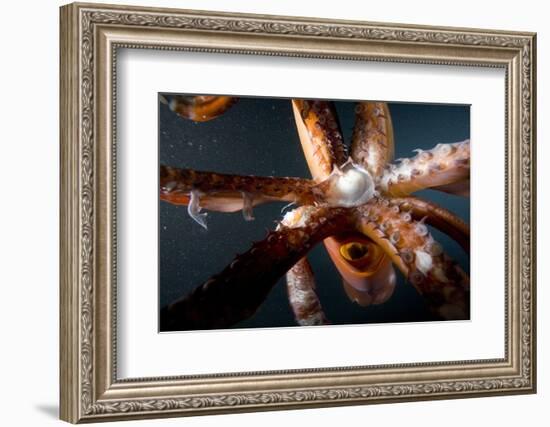 Beak and Tentacles of Humboldt Squid (Dosidicus Gigas) at Night Off Loreto-Franco Banfi-Framed Photographic Print