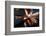 Beak and Tentacles of Humboldt Squid (Dosidicus Gigas) at Night Off Loreto-Franco Banfi-Framed Photographic Print