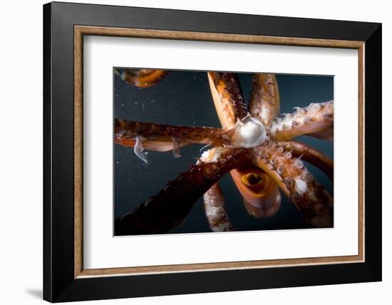 Beak and Tentacles of Humboldt Squid (Dosidicus Gigas) at Night Off Loreto-Franco Banfi-Framed Photographic Print