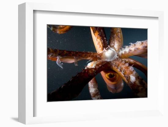 Beak and Tentacles of Humboldt Squid (Dosidicus Gigas) at Night Off Loreto-Franco Banfi-Framed Photographic Print