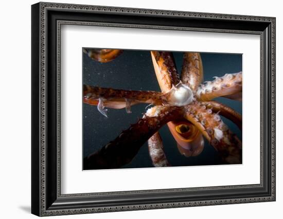 Beak and Tentacles of Humboldt Squid (Dosidicus Gigas) at Night Off Loreto-Franco Banfi-Framed Photographic Print