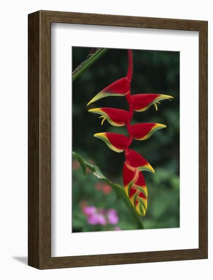 Beaked Heliconia-DLILLC-Framed Photographic Print