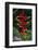 Beaked Heliconia-DLILLC-Framed Photographic Print